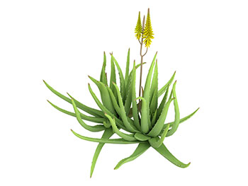 Aloe barbadensis