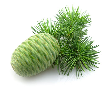 Cedrus deodara