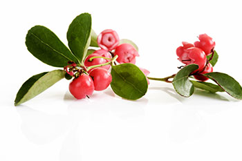 Gaultheria procumbens