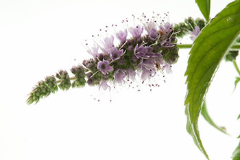 Mentha arvensis